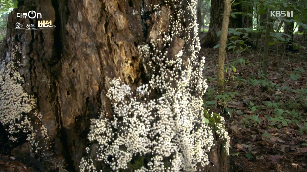 다큐 온.E227.231120p-NEXT.mp4_20231121_201849.199.jpg