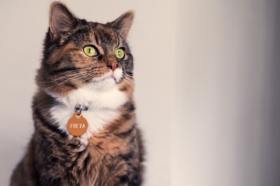  노르웨이숲(Norwegian forest cat)
