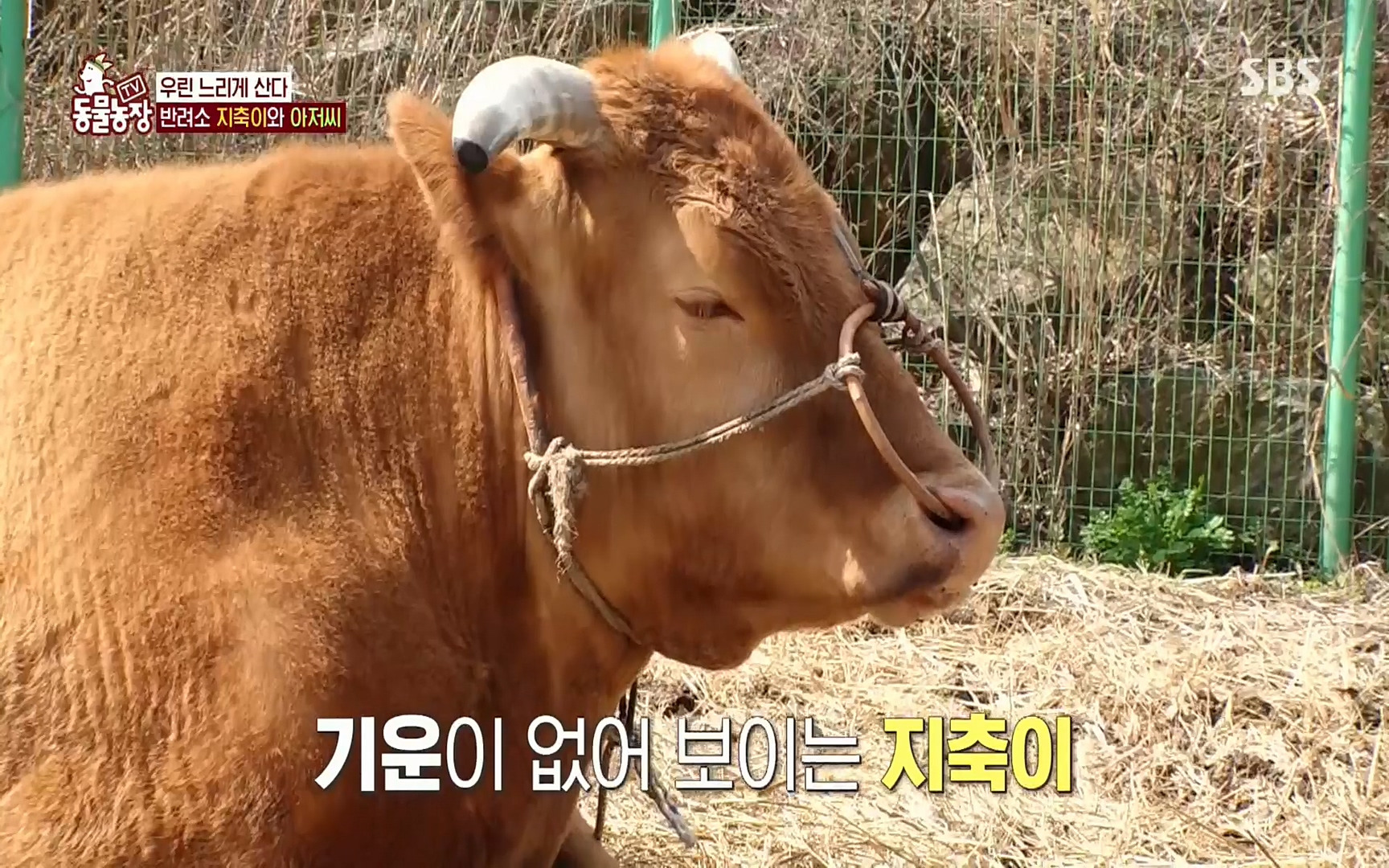 TV 동물농장.E1074.220619p.H264-F1RST.mp4_20220619_181533.409.jpg