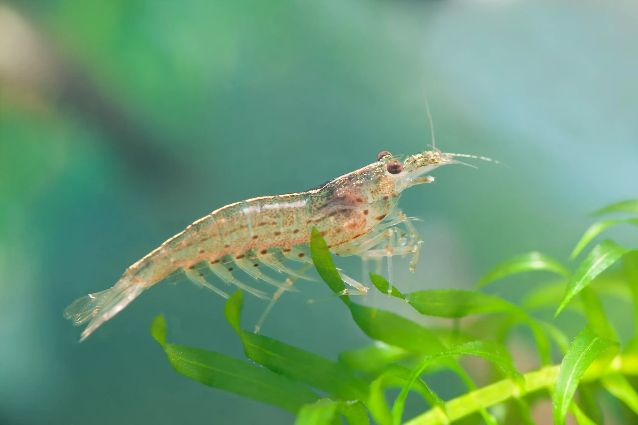 아마노 이미지