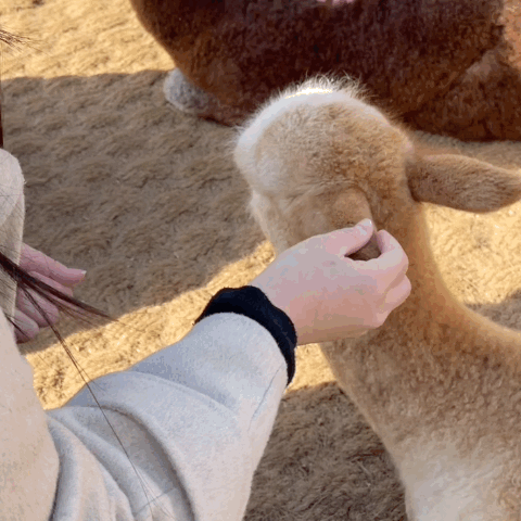  [홍천] 서울근교 당일치기 여행<알파카월드>