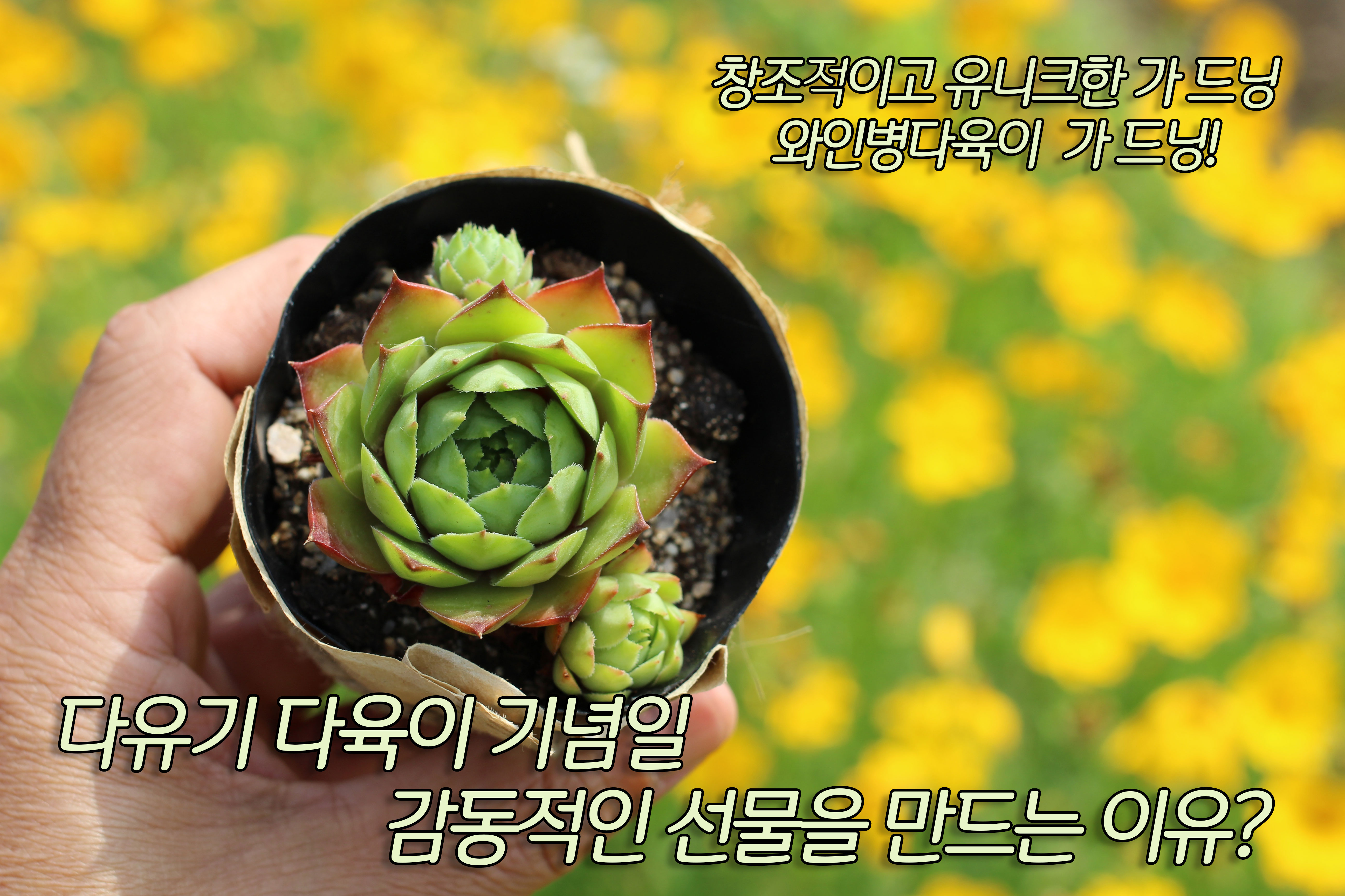  다유기 다육이 기념일 감동적인 선물을 만드는 이유