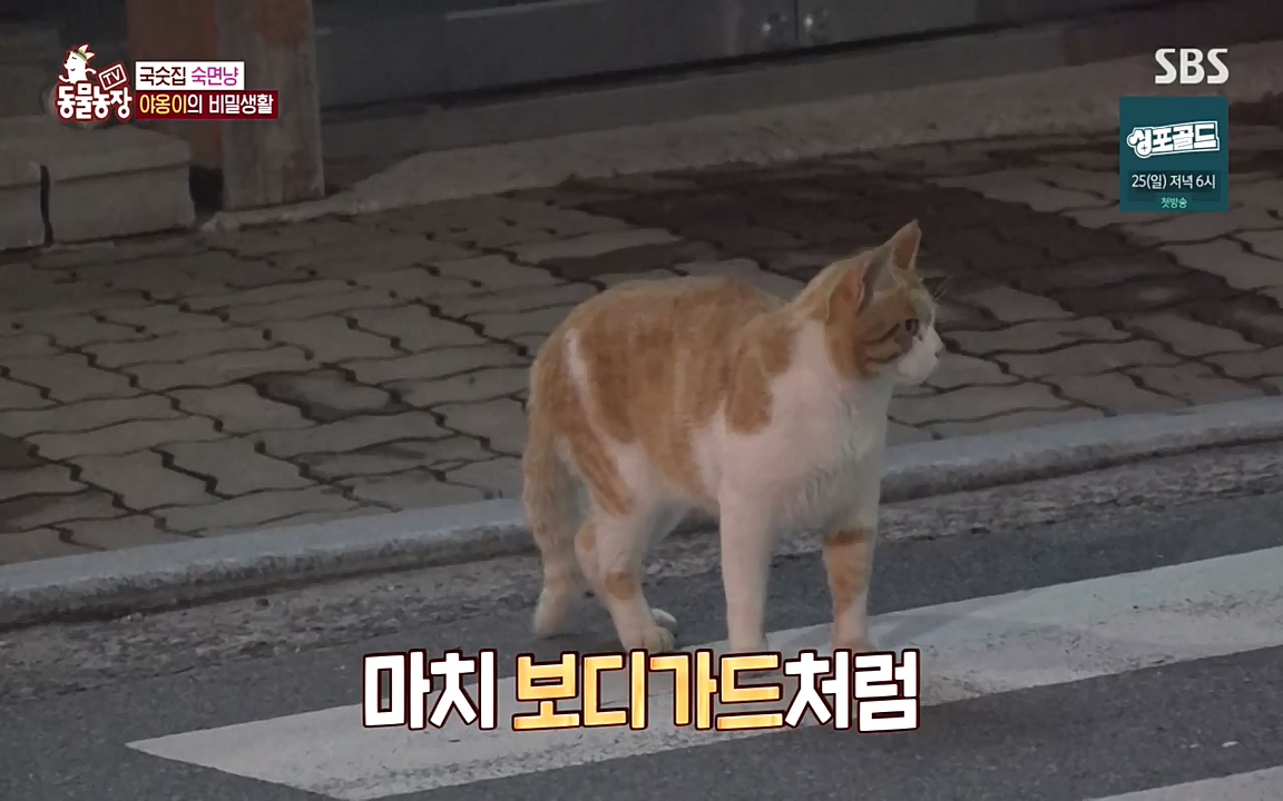 TV 동물농장.E1087.220919p-NEXT.mp4_20220918_180220.803.jpg
