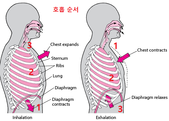 호흡 