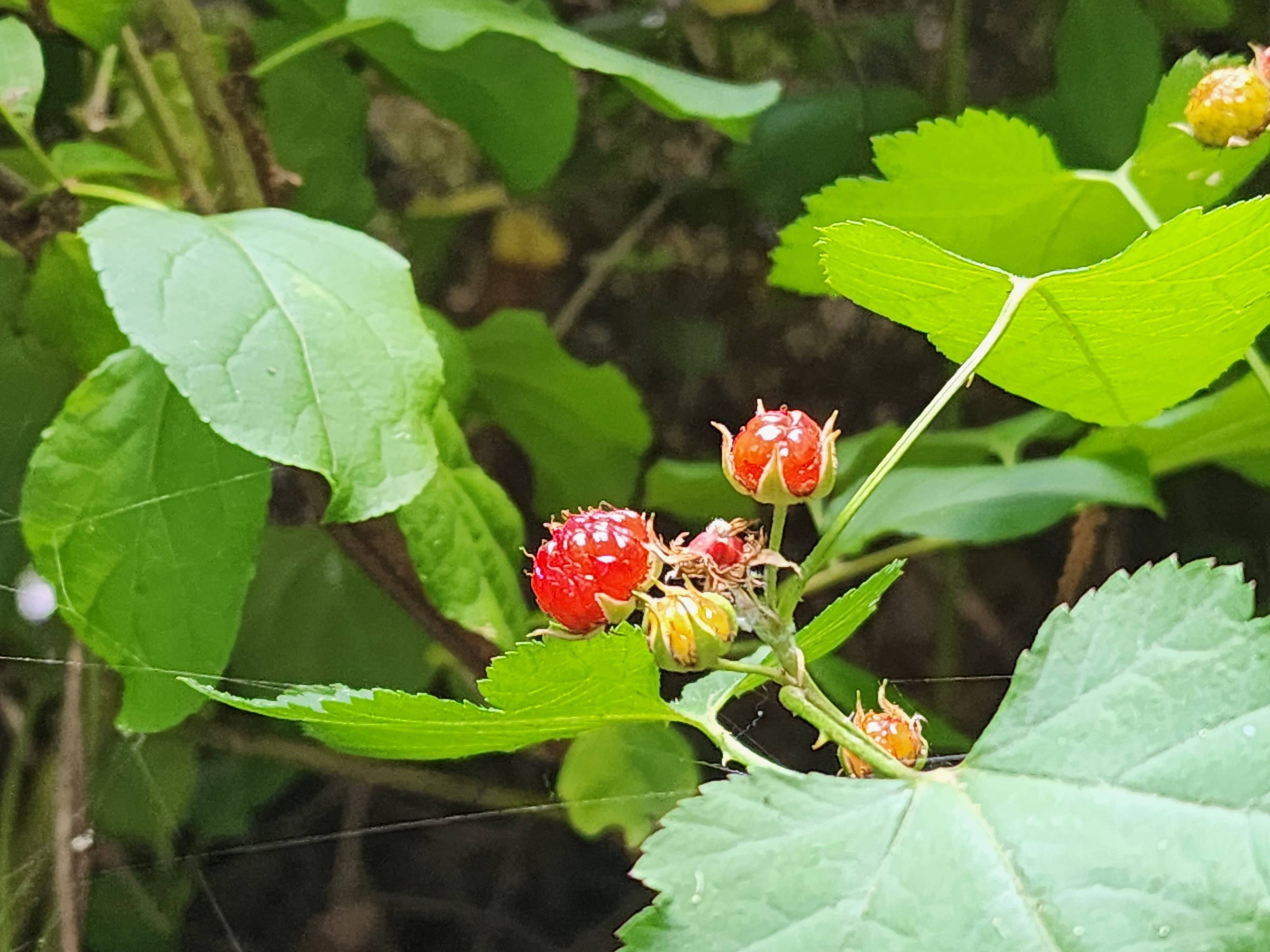 산딸기