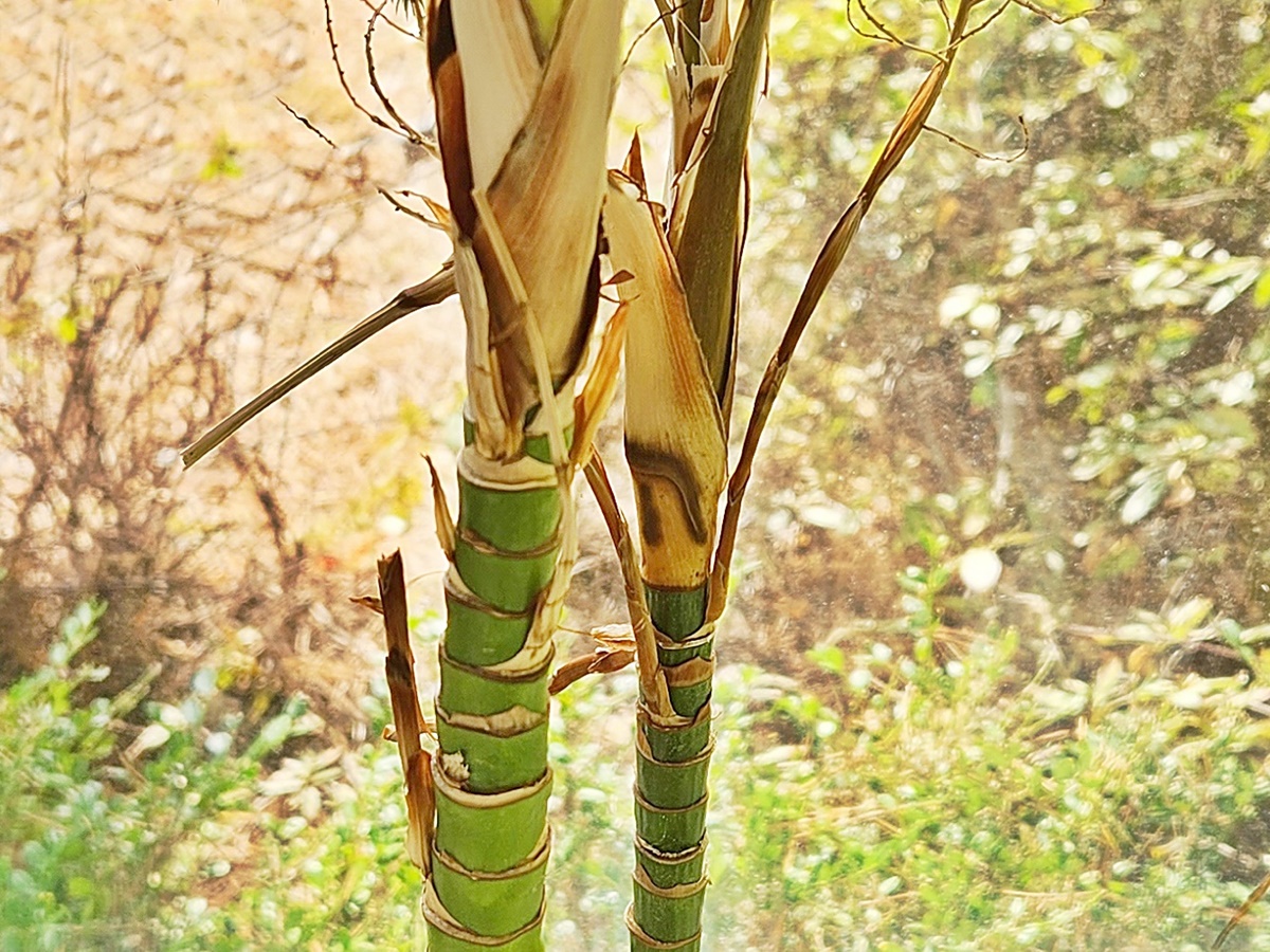 테이블야자