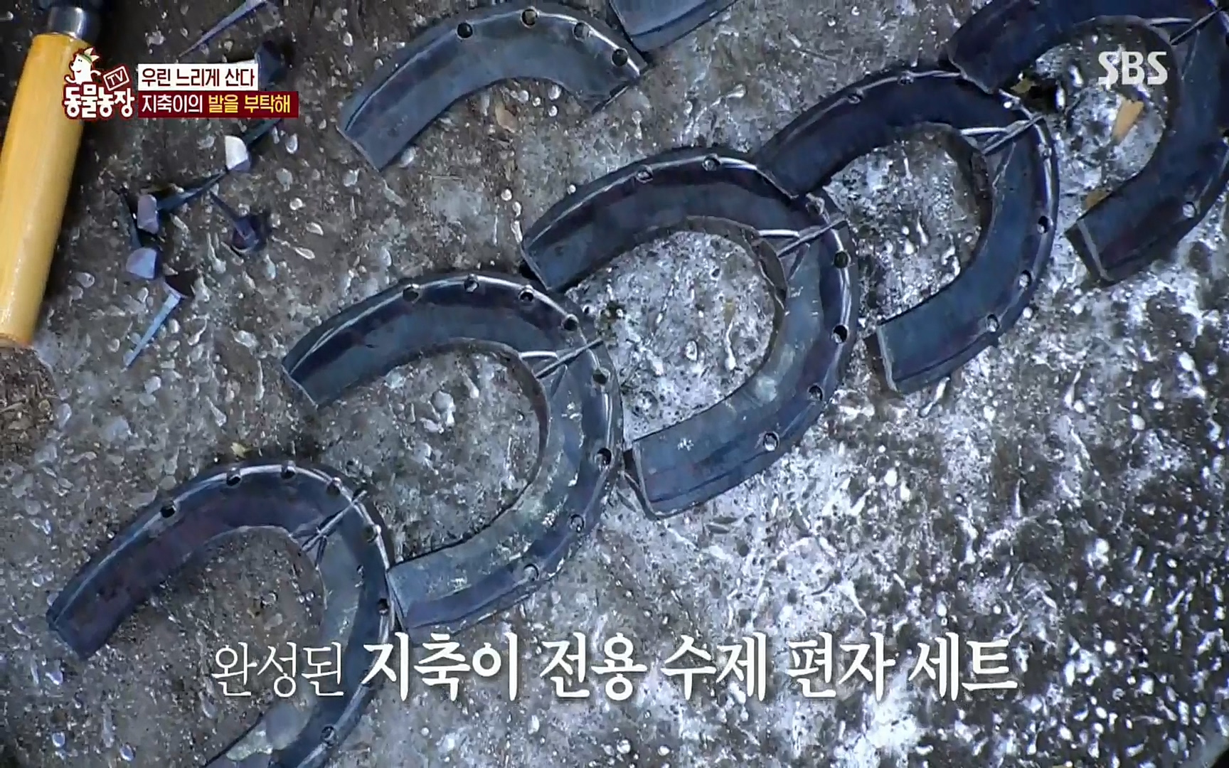 TV 동물농장.E1074.220619p.H264-F1RST.mp4_20220619_181842.202.jpg