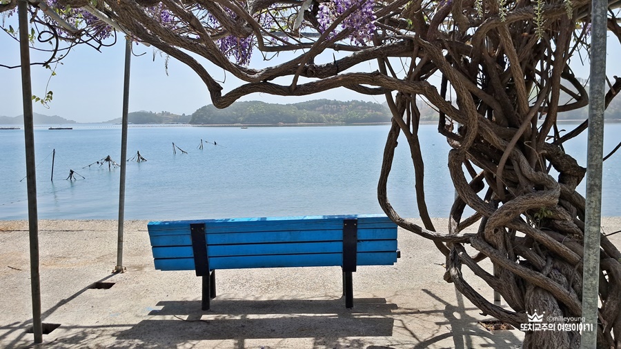 등나무꽃 줄기에 파란 의자의 벤치가 바다를 보고 있다