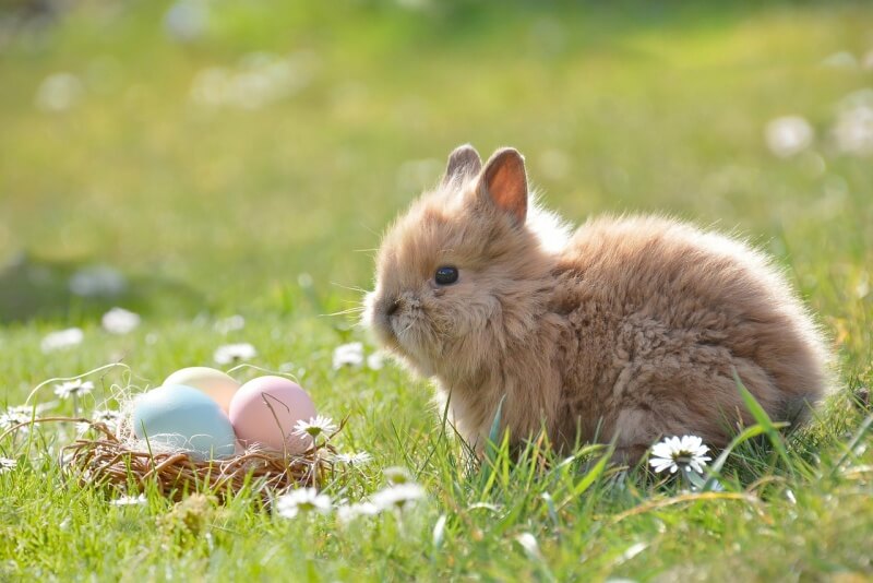 풀밭에 앉아 있는 갈색 토끼 사진