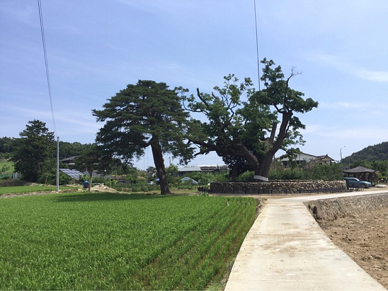  삼척 궁촌리 음나무&먹거리