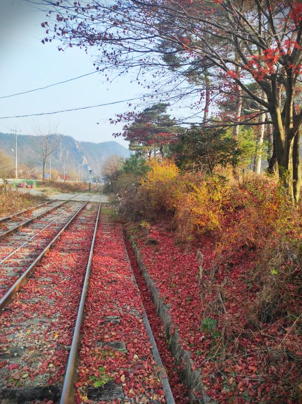  [경북 문경] 진남역 레일바이크 (삼척해양 레일바이크와 비교체험!)