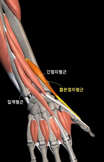 엄지손 이미지