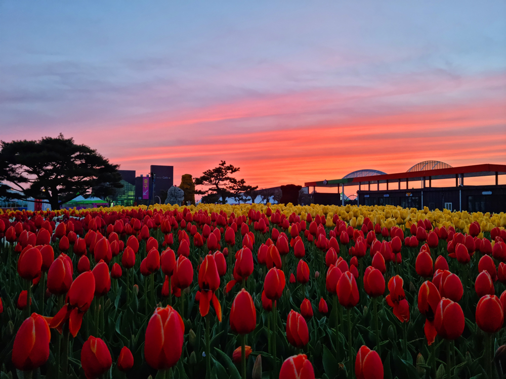 봄 축제 일정 태안 5