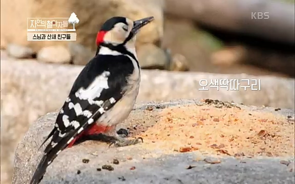 [3회] 자연의 철학자들 - KBS새처럼 살고 싶어라] 자연이라는 위대한 법당에서 숲의 울림, 새들의 소리를 들으며 깨달음을 얻은 도연 스님.ts_20220320_153548.295.jpg