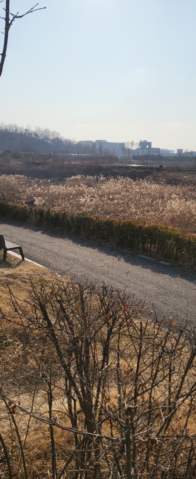 억새풀 이미지