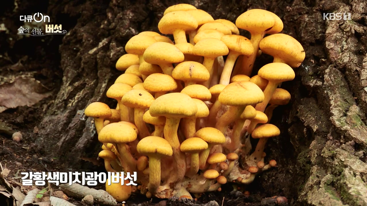 다큐 온.E227.231120p-NEXT.mp4_20231121_201921.472.jpg