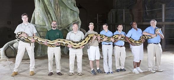 세상에서 가장 긴 뱀