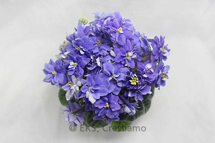 미니바이올렛_아담_AfricanViolet_N-Adam_Н-Адам