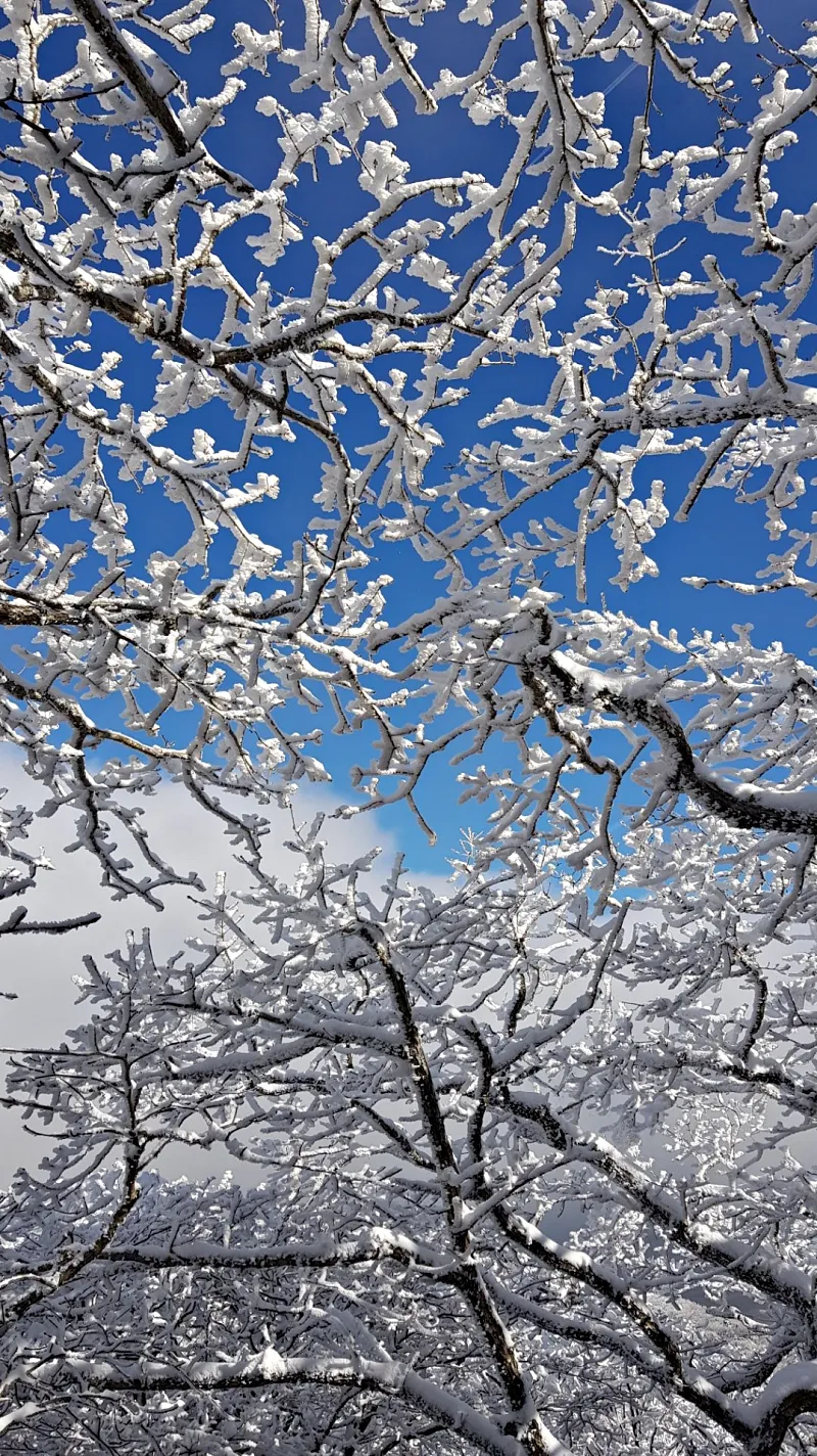 제주 한라산 설경 눈꽃