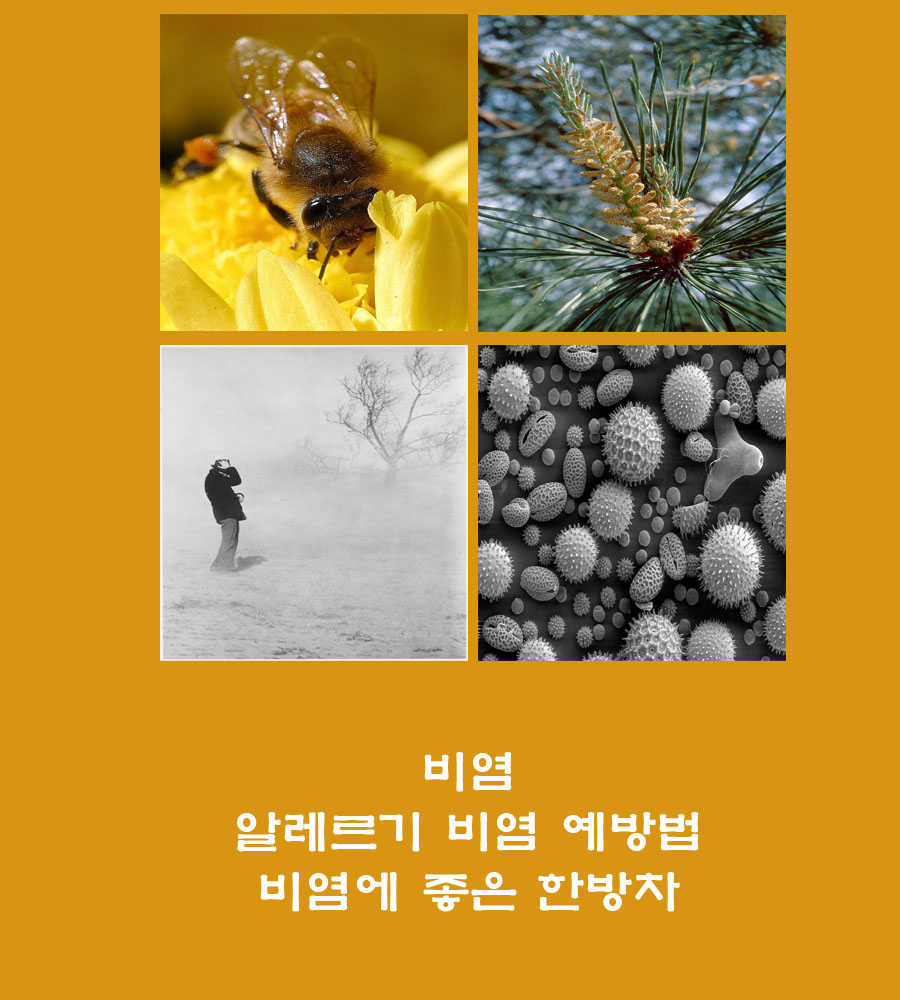  비염.알레르기 비염에 좋은 약초