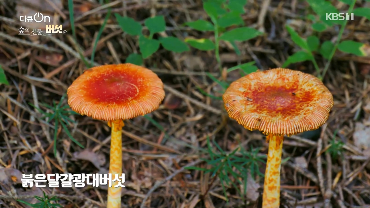 다큐 온.E227.231120p-NEXT.mp4_20231121_201855.287.jpg