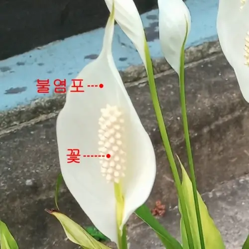 스파티필름-꽃-구조를-설명하는-사진