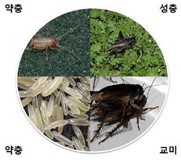  반려곤충 키우면 ‘우울감’ 줄고 ‘정서 안정’…노인에 더 효과적치유농업육성사업 통해 확인…아동 정서 안정 23.9% ↑·독거노인 우울감 81.4% ↓