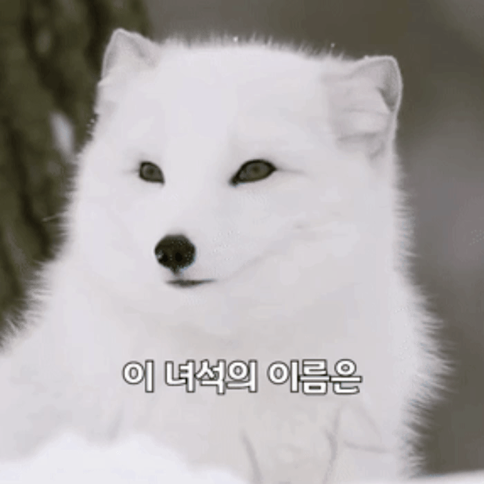 하얀 여우가 눈 웃음 치는 영상 움짤