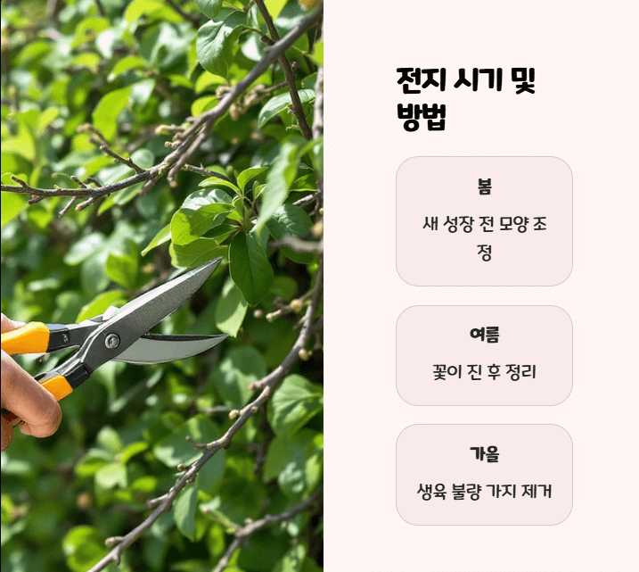 사철나무 전지