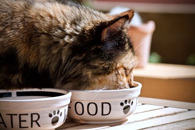 고양이-밥그릇-식기-그릇