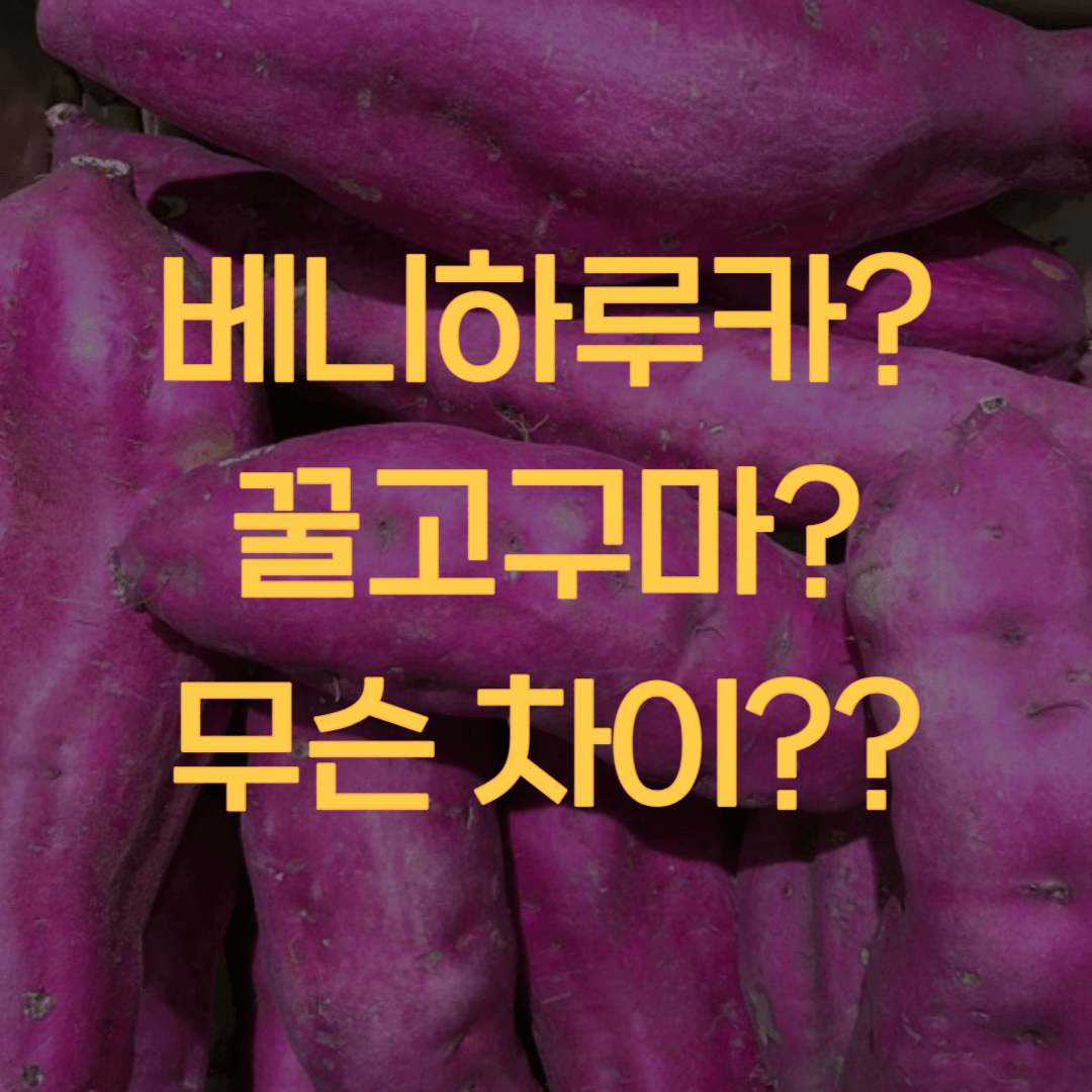  베니하루카, 꿀 고구마 무슨 차일까?
