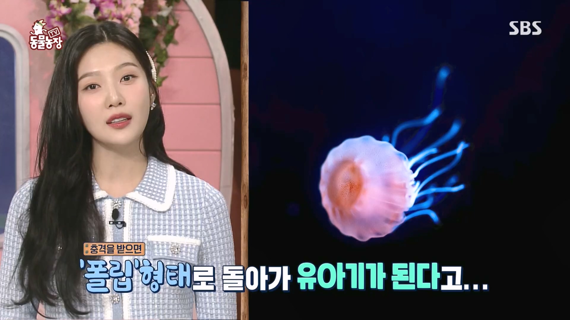 TV 동물농장.E1118.230423p.H264-F1RST.mp4_20230423_181103.941.jpg