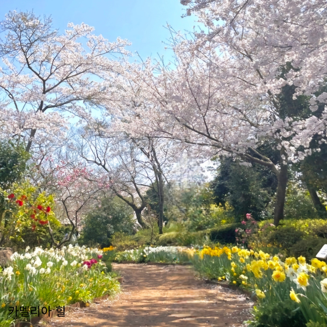 벚꽃명소