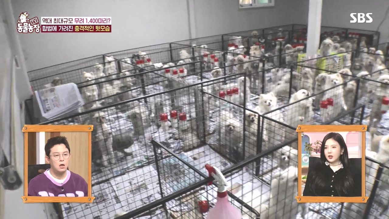 TV 동물농장.E1142.231023p-NEXT.mp4_20231022_171919.739.jpg