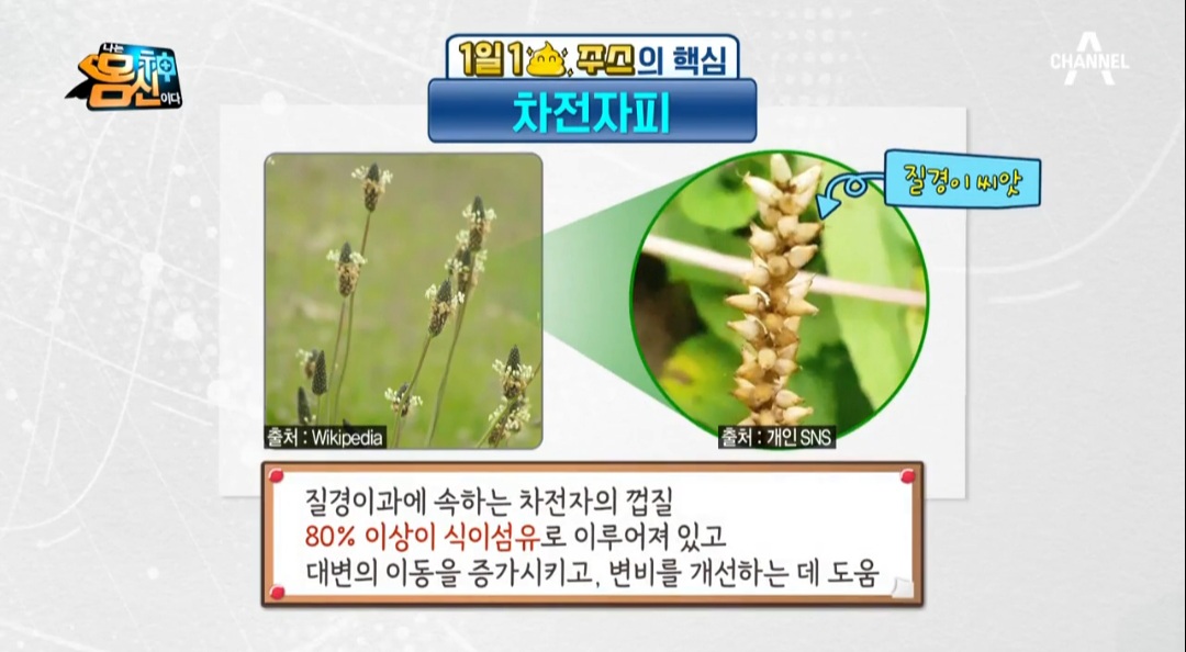  차전자피 효능 부작용 먹는법