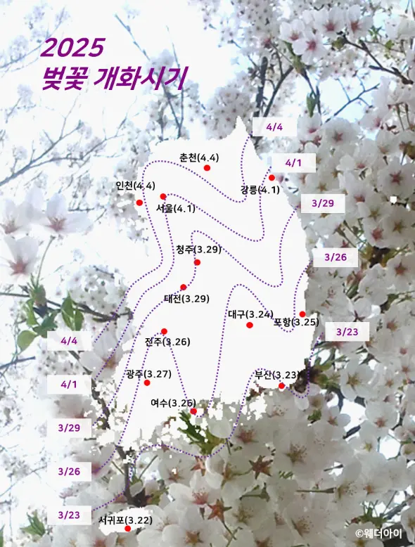 2025 벚꽃 개화시기