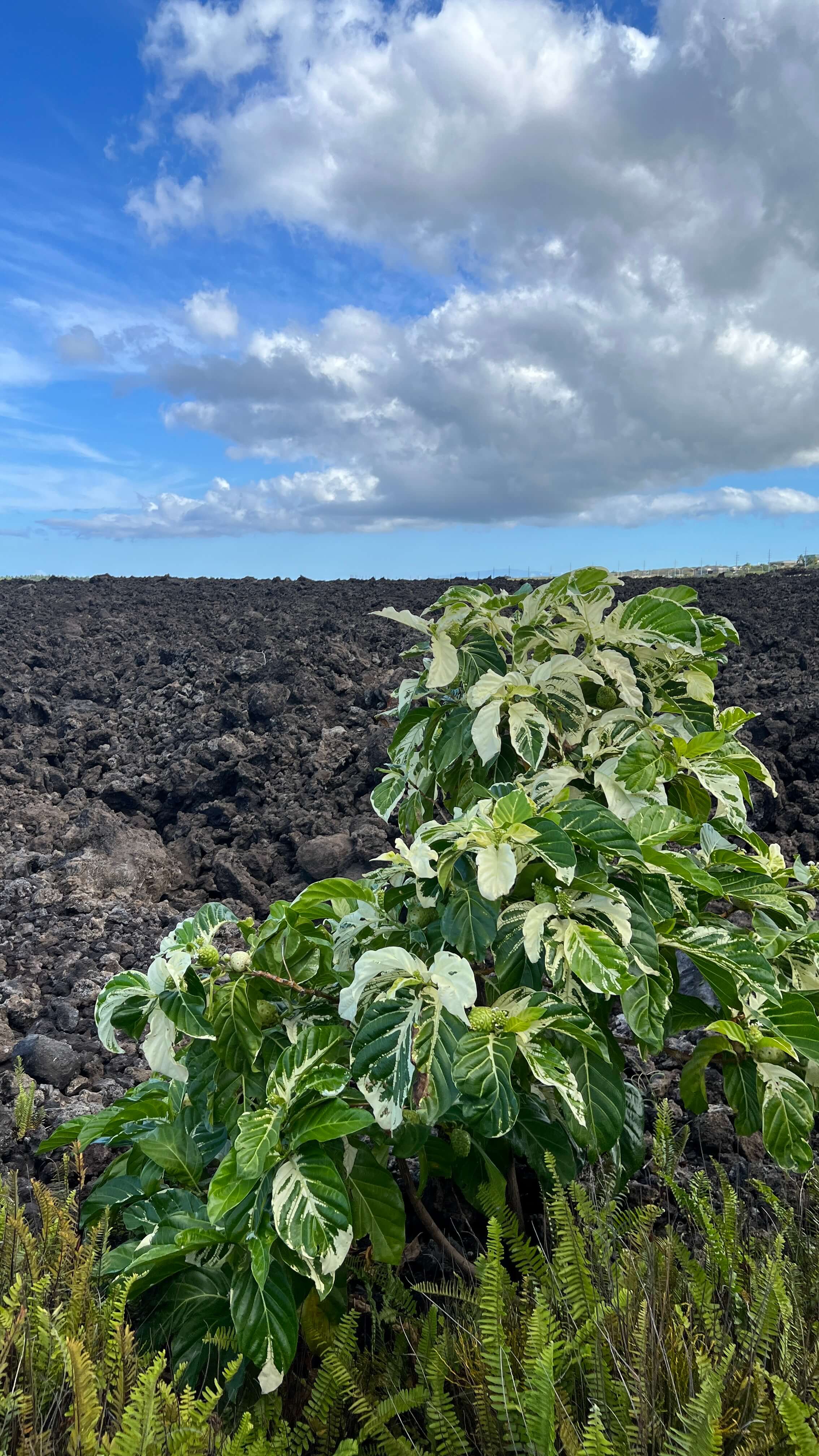 Kaloko-Honokōhau National Historical Park