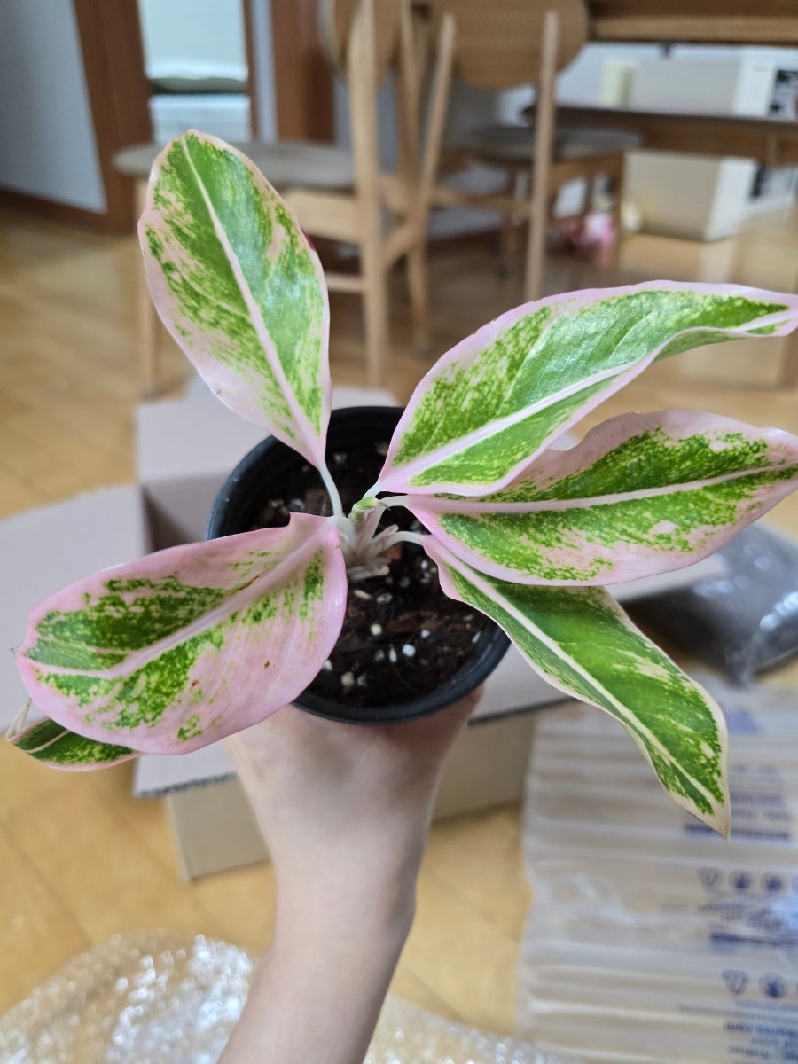 아글라오네마 이미지