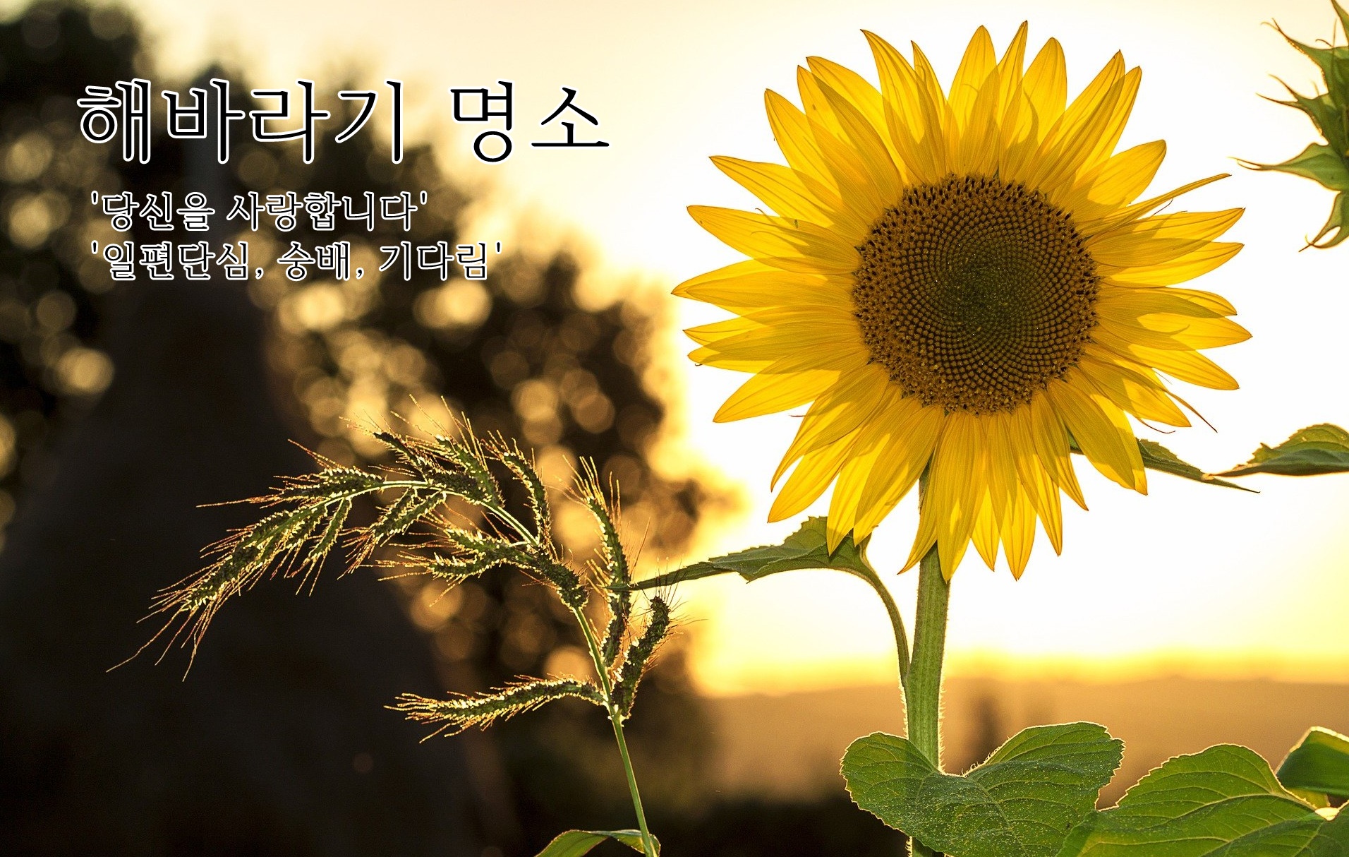  고창학원농장, 함안 강주해바라기 등 전국 해바라기 명소