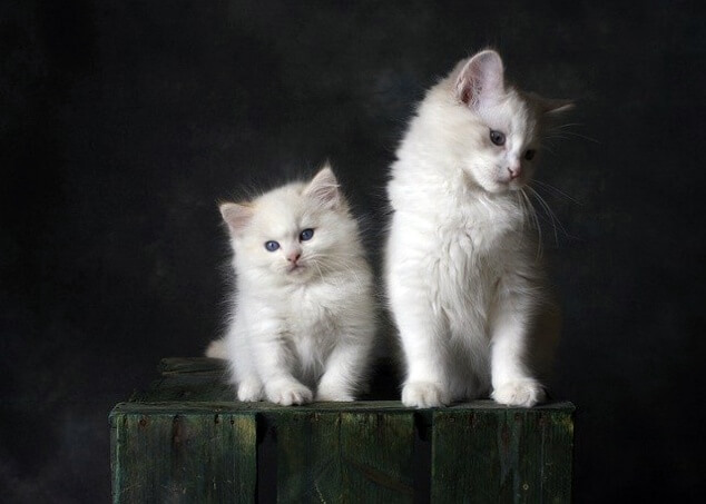 고양이를 키우면 좋은 이유 , 1가지만 있다면 . . :: 타잔과 킹콩