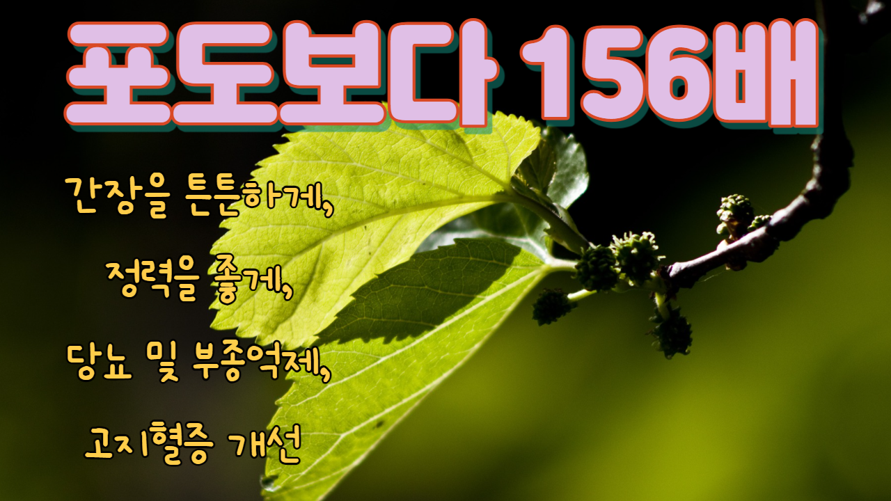  오디의 효능