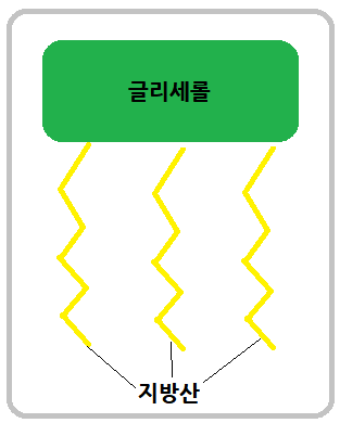 중성지방-구조