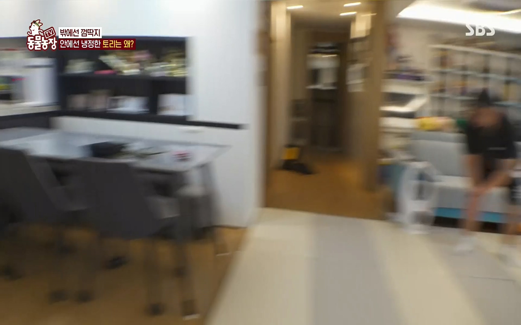 TV 동물농장.E1072.220605p.H264-F1RST.mp4_20220605_181421.949.jpg