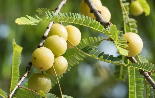  암라(amla)의 부작용 및 하루권장량