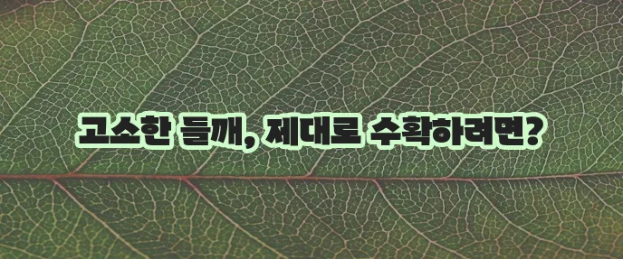 들깨 수확 시기와 재배 방법 꼭 알아야 합니다