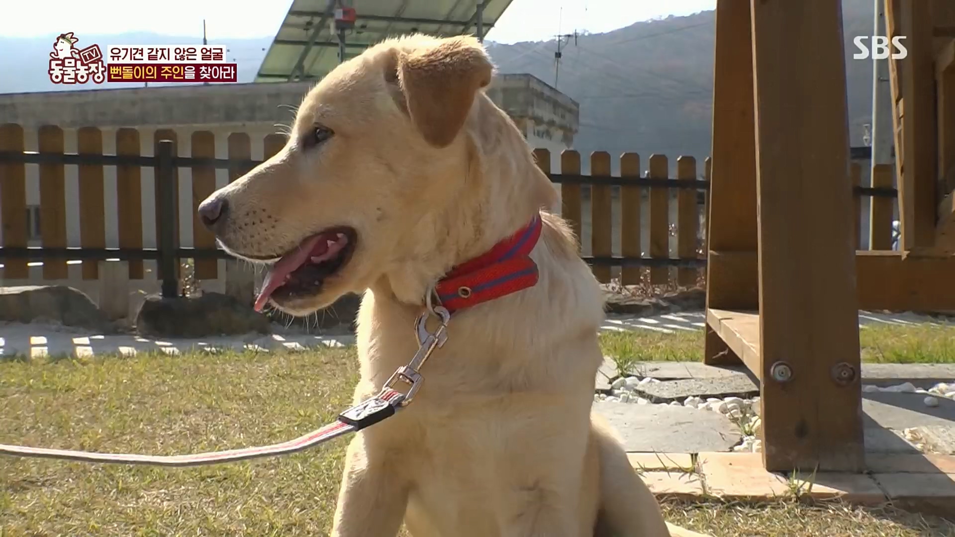 TV 동물농장.E1098.221204p.H264-F1RST.mp4_20221204_175400.087.jpg