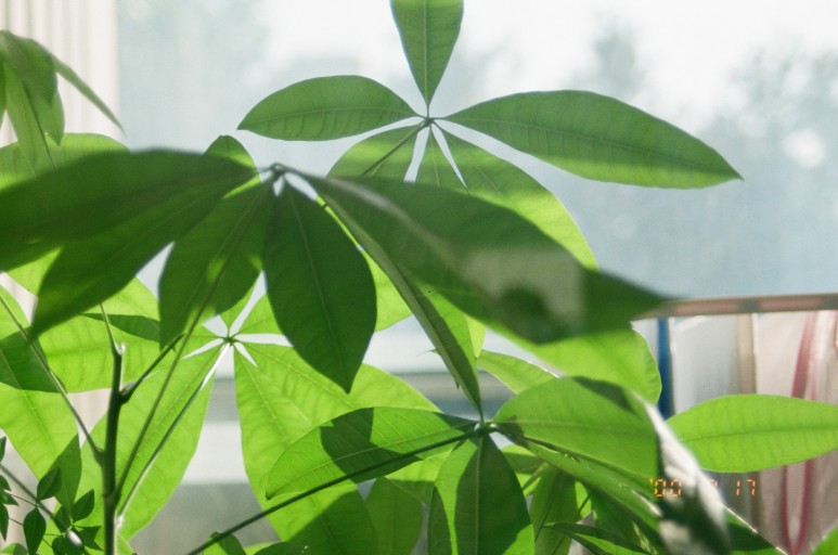 중고 펜탁스 SF7 자동차 필름 카메라 이야기. 결과는 9개월만에 나왔다. 6