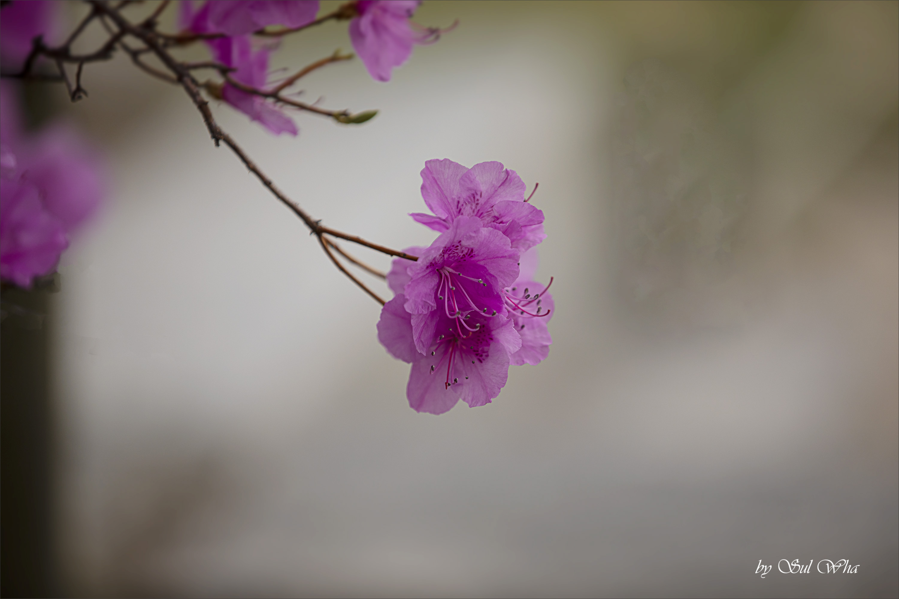 (창덕궁 만첩홍매화) ​​2023년 3월 28일 See More 12