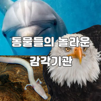  동물들의 놀라운 감각기관