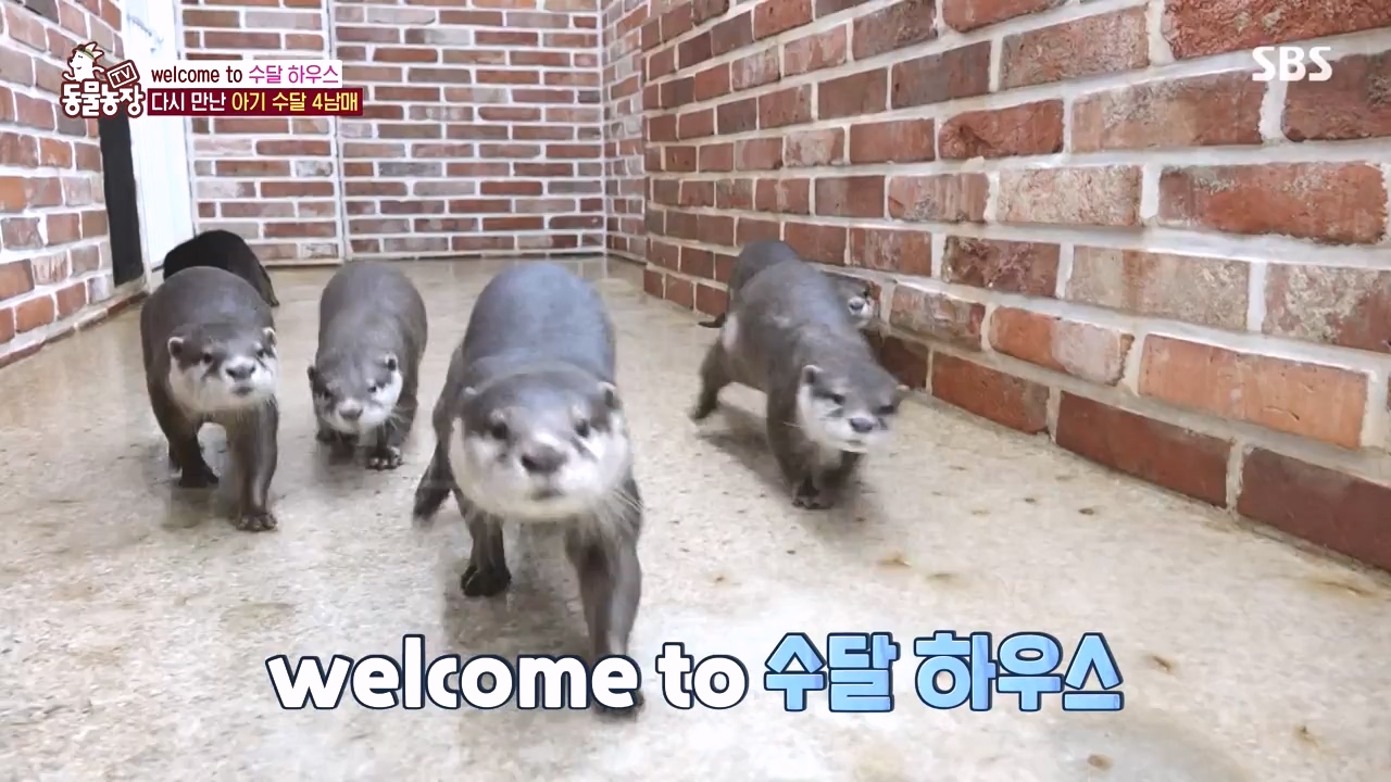 TV 동물농장.E1145.231113p-NEXT.mp4_20231112_173437.951.jpg